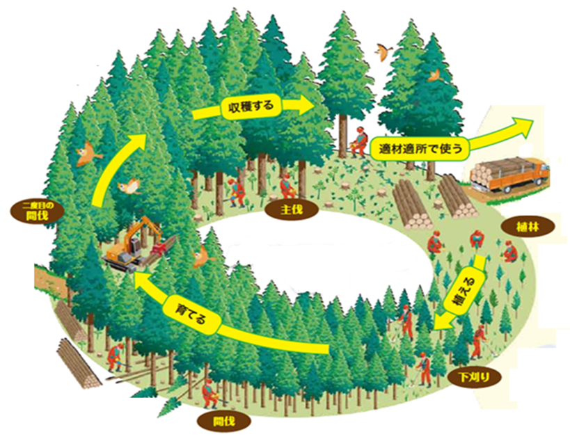 森林循環と育成による炭素固定効果